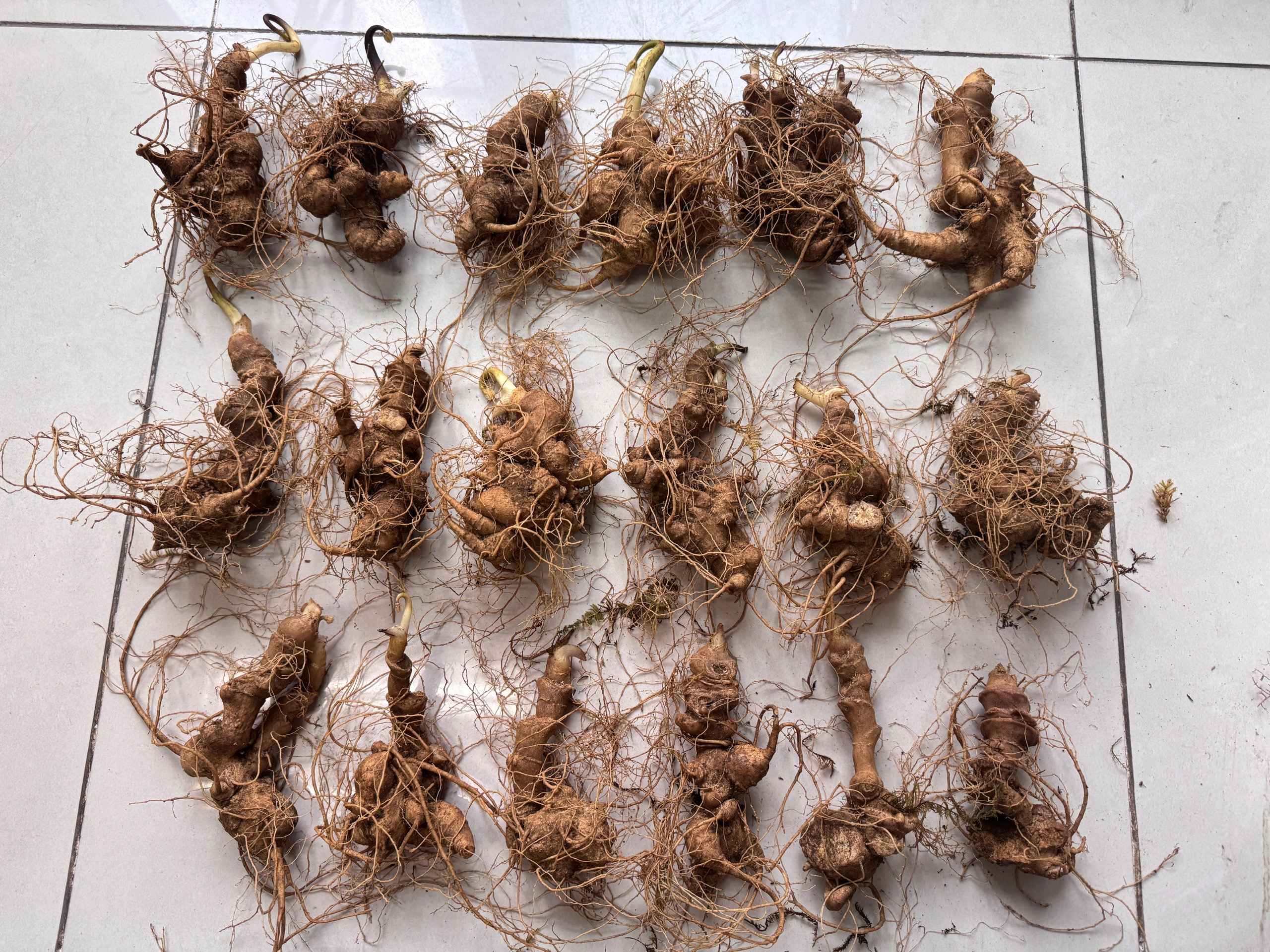 SÂM NGỌC LINH TƯƠI 25-30 CỦ/KG (8 NĂM TUỔI)