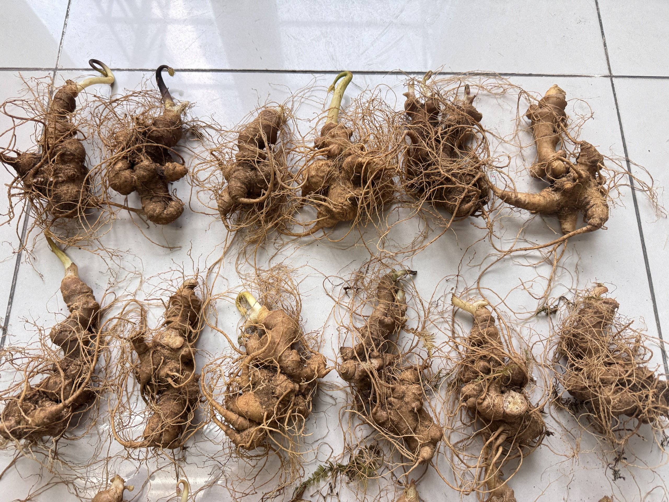 SÂM NGỌC LINH TƯƠI 8 CỦ/KG (18 NĂM TUỔI)