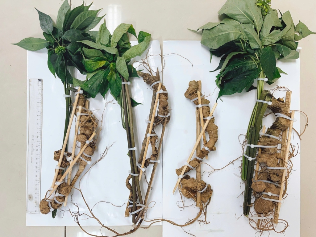 Sâm Tươi Quốc Bảo